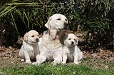 LABRADOR 1038